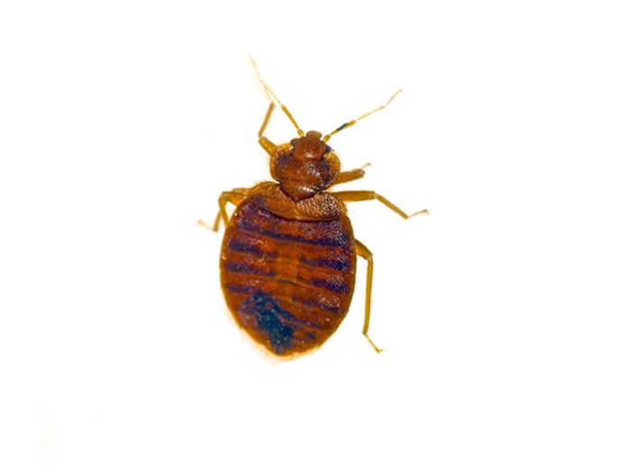 How to identify Bed Bugs for pest control