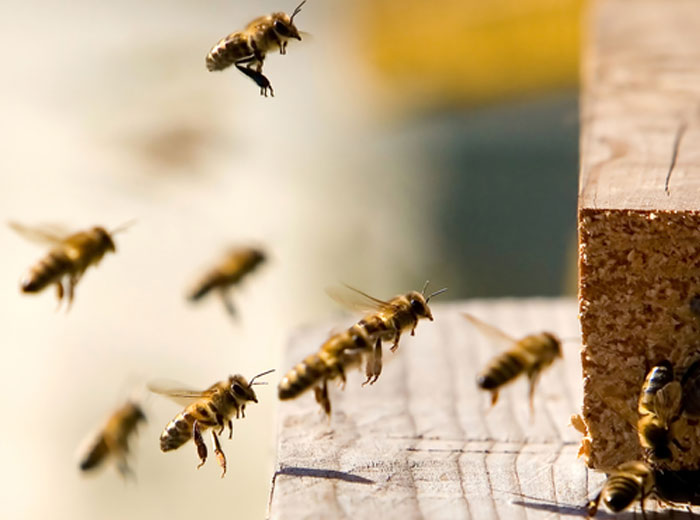How to identify Bees for pest control