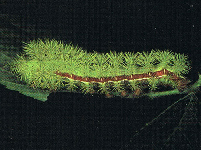 How to identify Caterpillars for pest control
