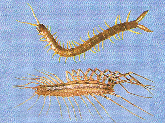 How to identify Centipedes for pest control