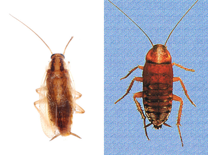 How to identify Roaches for pest control