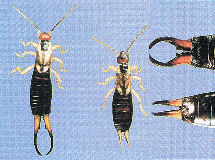 How to identify Earwigs for pest control