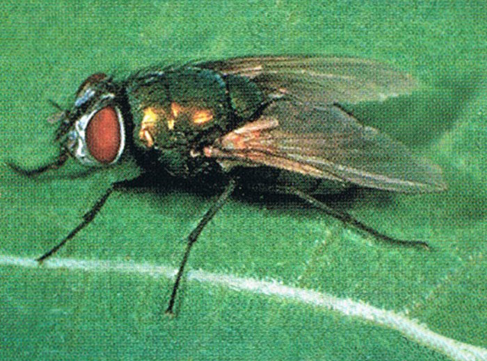 How to identify Flies for pest control