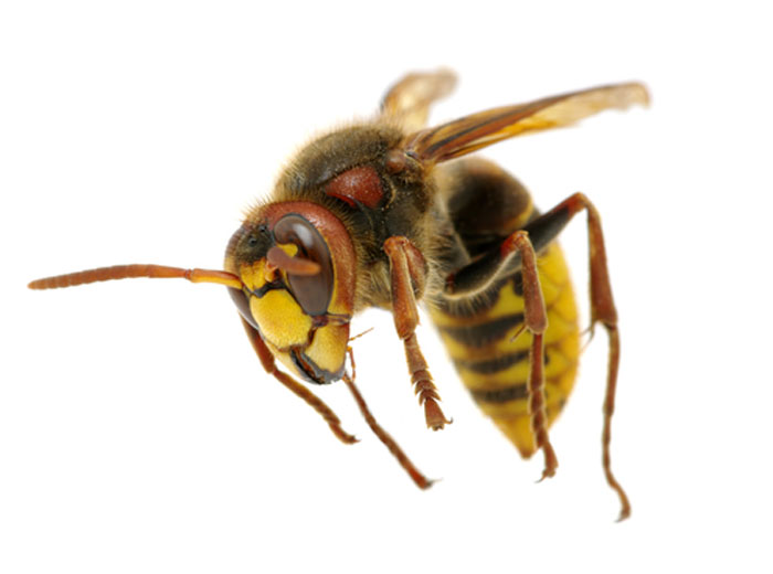 How to identify Hornets for pest control