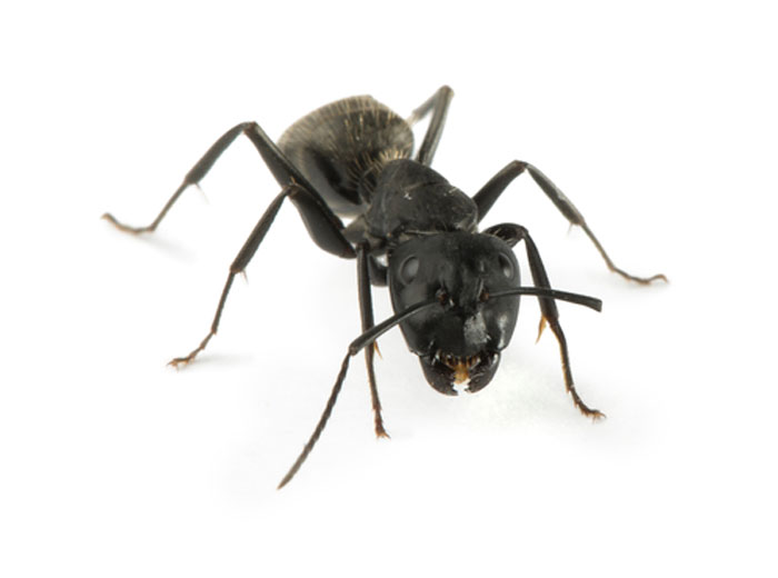 How to identify ants for pest control