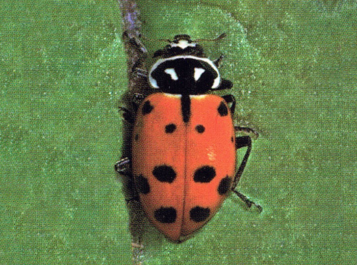 How to identify Lady Bugs for pest control
