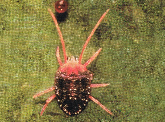 How to identify Mites for pest control