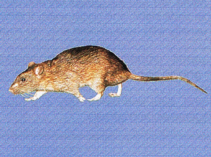 How to identify Rats for pest control