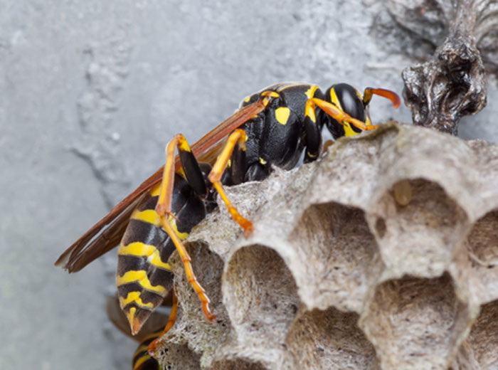 How to identify Wasps for pest control