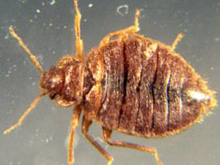 Bed bug extermintation Summit County Ohio