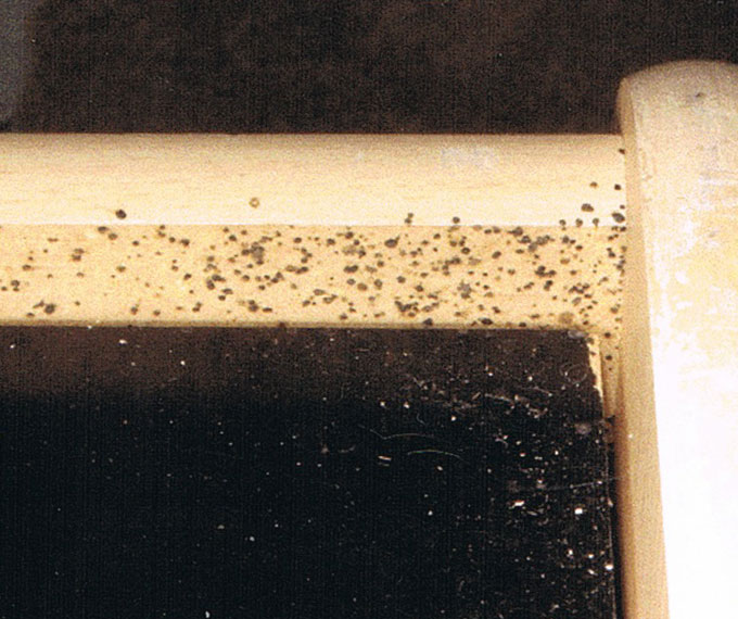 Bed bugs in industrial workplaces