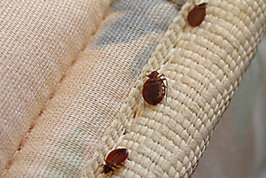Mattresses with Bed Bugs hiding in them