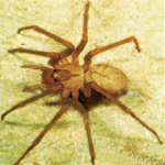 Exterminators for spider infestations