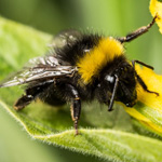 Pest control for bumble bees