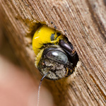 Control of carpenter bees