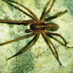 Exterminate Spiders in residential homes
