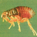 Flea exterminators kill fleas
