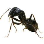 Ant Exterminators