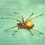 Exterminators for spiders