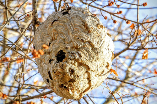 Removal of wasp and hornet nests